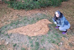 WildWorx: Easy Art Outside