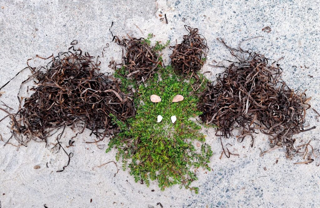 GhostWorx FangGirl seaweed and sidewalk weed bat