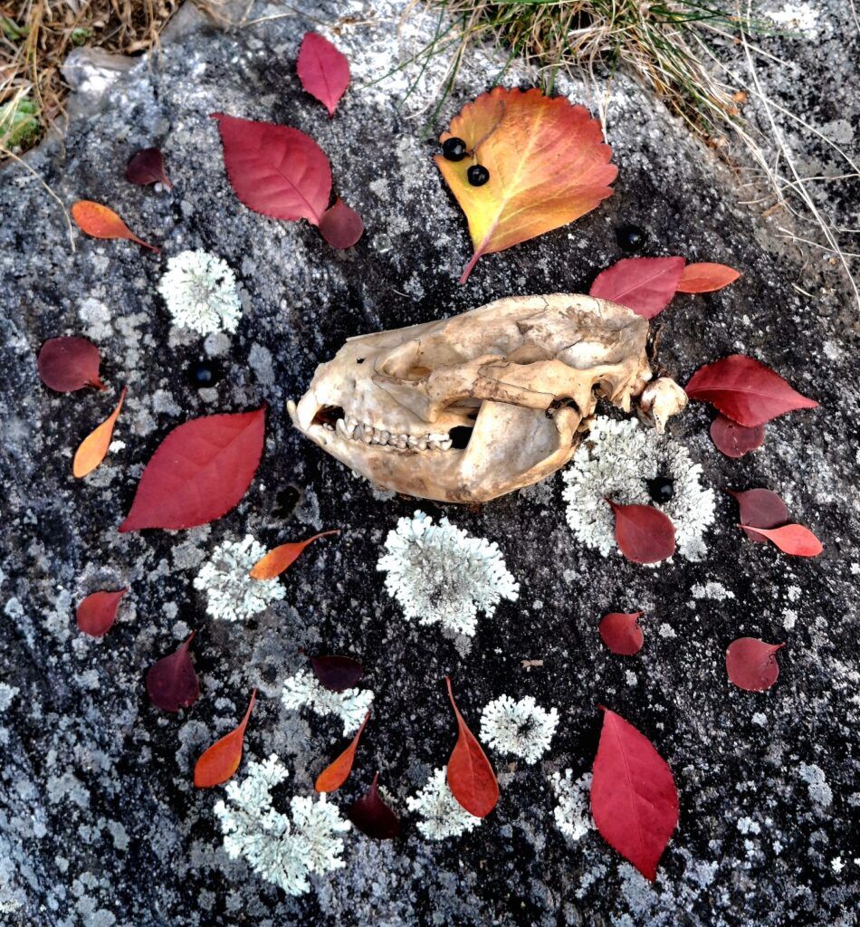 racoon skull shrine with red leaves, black berries and lichen