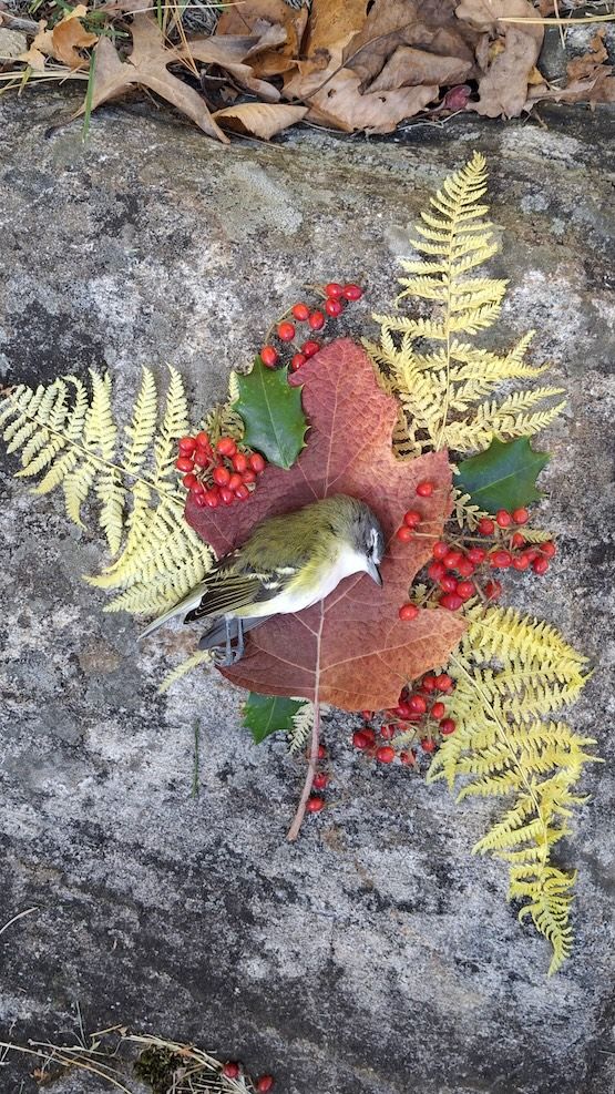 Blue headed vireo shrine with red oak leaf, yellow ferns, holly leaves, red berries