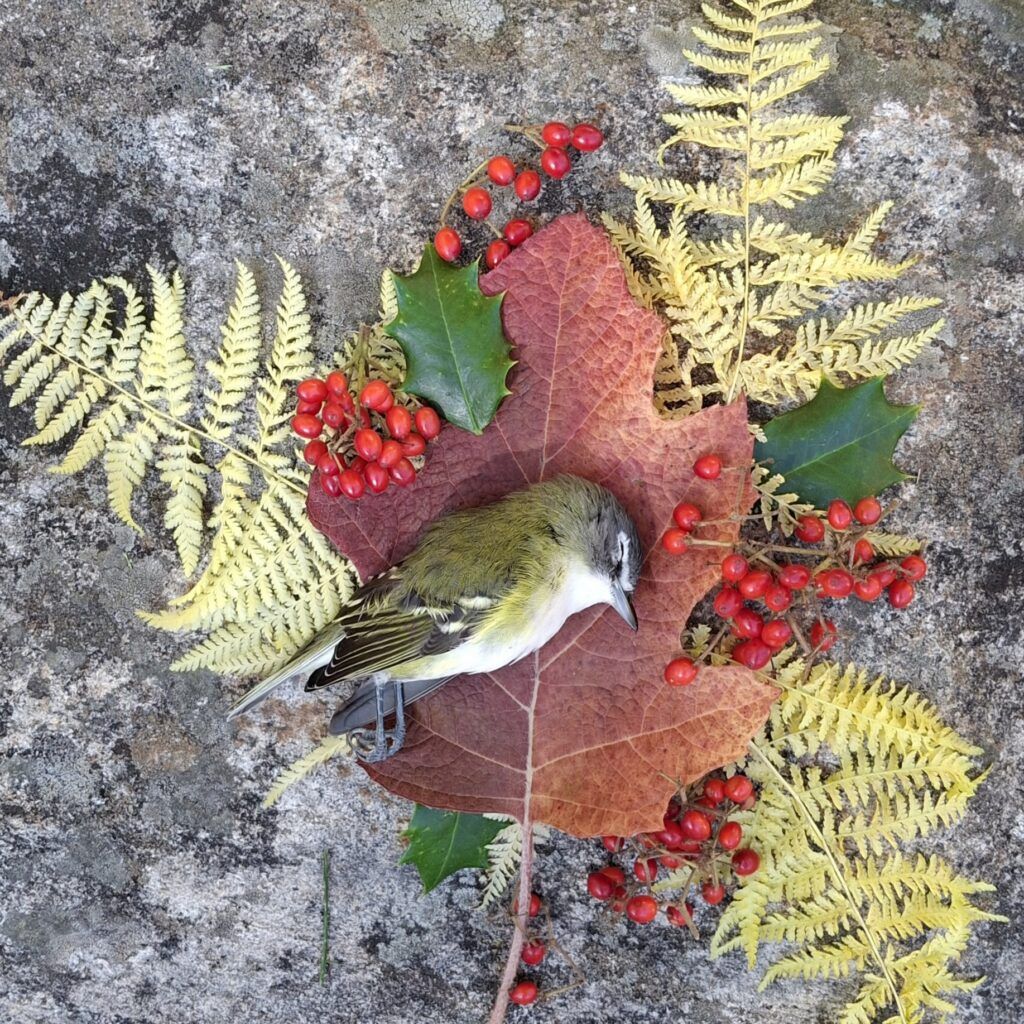 Blue headed vireo shrine with red oak leaf, yellow ferns, holly leaves, red berries