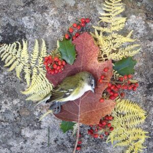 Blue headed vireo shrine with red oak leaf, yellow ferns, holly leaves, red berries